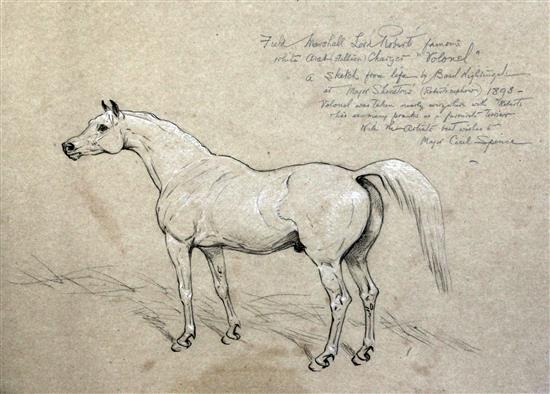 Basil Nightingale (1860-1940) Study of Field Marshall Lord Roberts stallion Volonel, 14 x 19in.